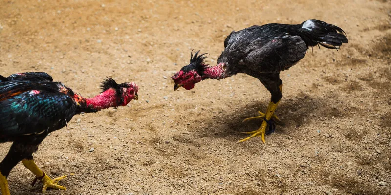 Trực tiếp đá gà qq88